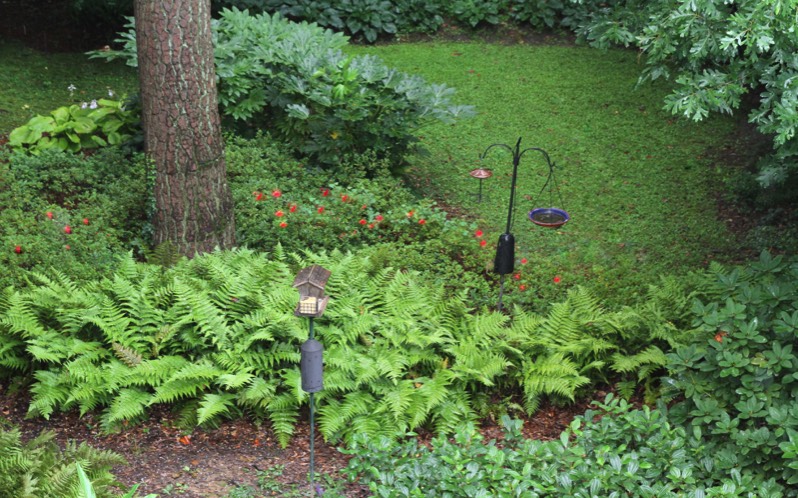 Shady woodland bird sanctuary BCarr
